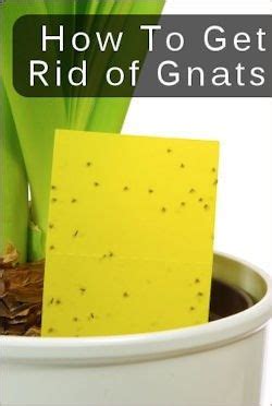 Maybe you would like to learn more about one of these? Tips For Getting Rid Of Gnats | Garden | Pinterest