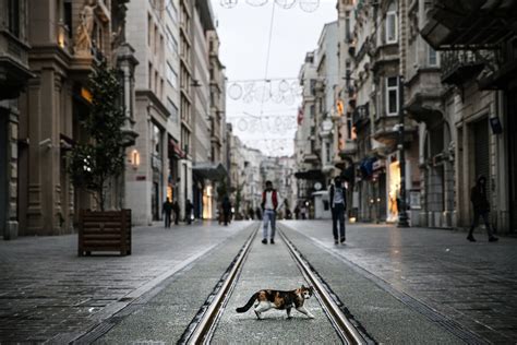 Cats reconquer Istanbul's empty streets amid COVID-19 ...