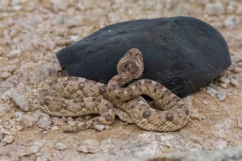 Saharan Horned Viper Snake In The Sand Stock Photo Image Of Brown