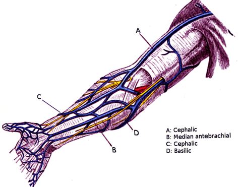 Figure Veins Of The Arm Image Courtesy Ochaigasame Statpearls