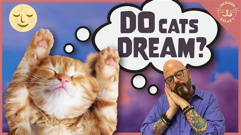 Do Cats Have Dreams Youtube