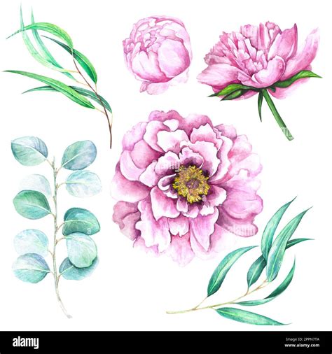 Watercolor Illustration Set Of Pink Magenta Flowers Peony Buds And