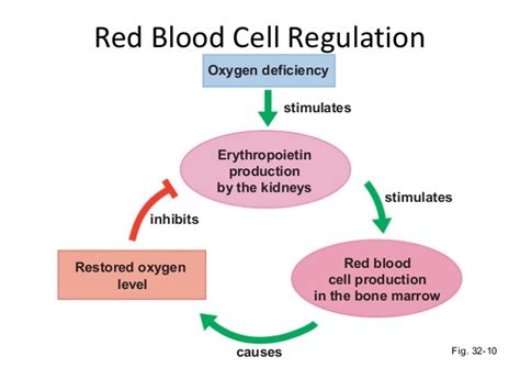 Regulation Of Blood Cell Production — Steemit