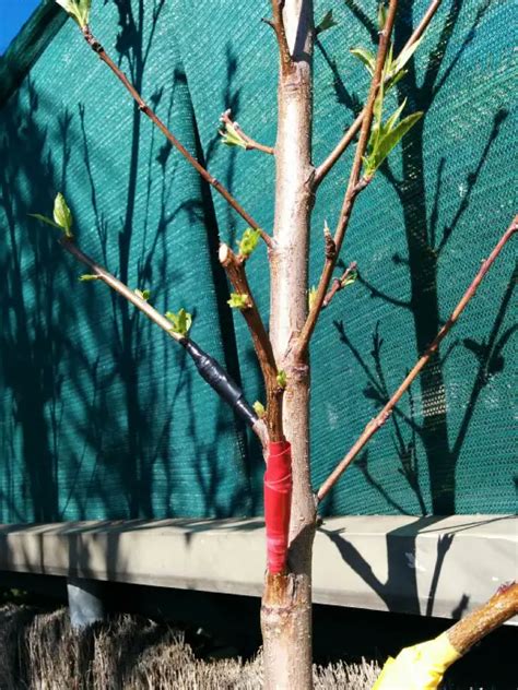 Propagation Methods Grafting Peach Trees With Plums