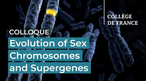 Evolution Of Sex Chromosomes And Supergenes 1 Tatiana Giraud 2021 2022 Youtube