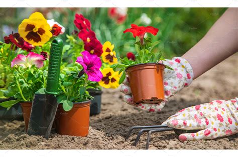 The gardener is planting a flower | Nature Stock Photos ~ Creative Market