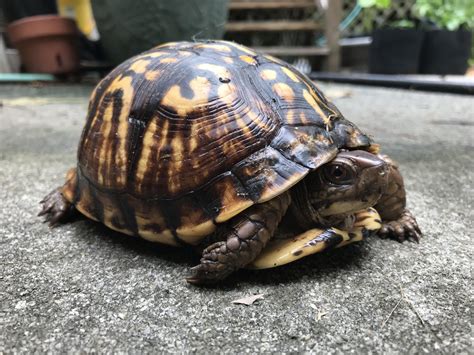 All Signs Point To This Being An Eastern Box Turtle However It Has