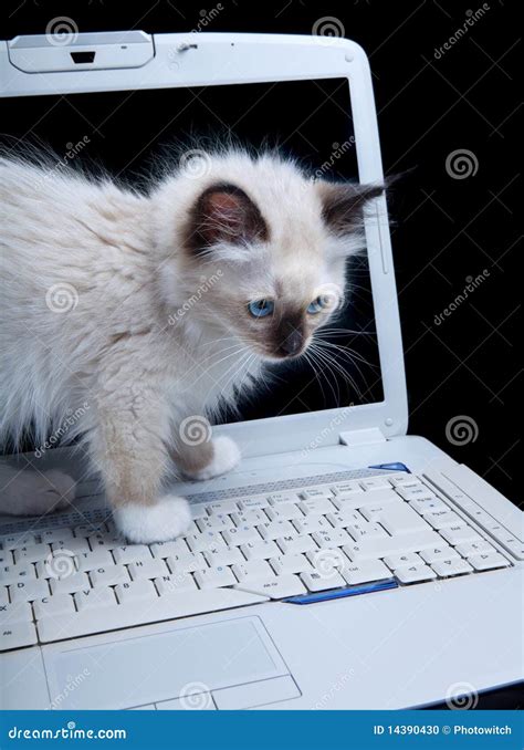 Keyboard Cat Stock Photo Image Of Kitten Seal Cute 14390430