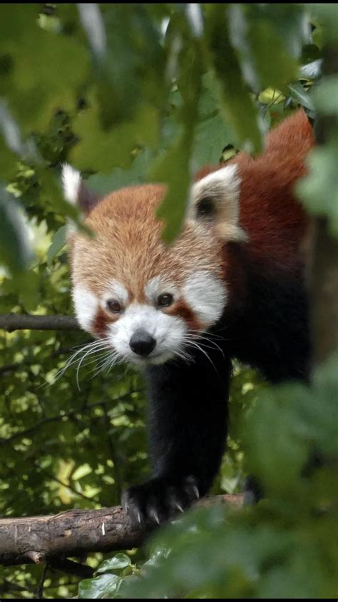 Please Follow Iloveredpandas Took This At Chester Zoo A Few Months