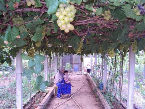 Check spelling or type a new query. Perlis Homestay : Memetik Anggur di kebun anggur Kg ...