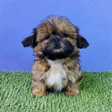 Shih Tzu Puppies For Sale Puyallup