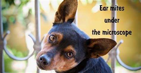 40+ ear coloring pages for printing and coloring. Ear Mites Under The Microscope | Your dog, Cat coloring ...