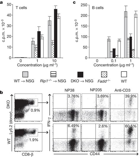 Rip1 Deficiency Rescues The Fadd−− T Cell Proliferation Defect A T