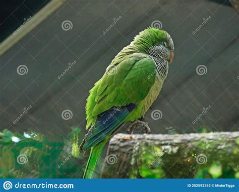 Bird In The Habitat Crimson Fronted Parakeet Aratinga Funschi