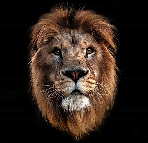 Lion Face Pictures Images And Stock Photos Istock