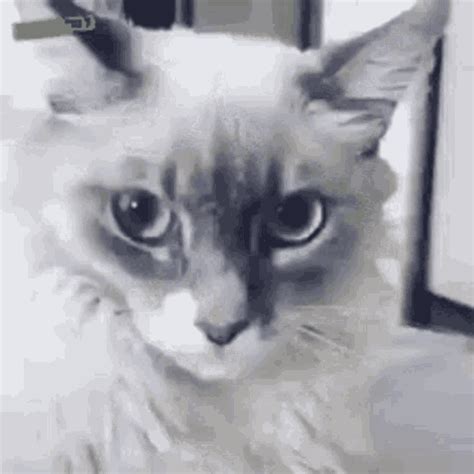 Shocked Surprise  Shocked Surprise Cat Discover Sh