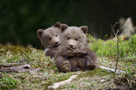 Spring Babies Bear Cubs Discovering The World Baby Animals Cute