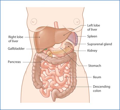 Map Of Organs In Abdomen World Map