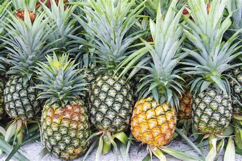 Conoce nuestro blog, vas a descubrir que estar sano y en buena forma no es nada difícil. Alimentos ricos en ácido glicólico | Alimentos, Humectante ...