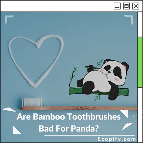 Are Bamboo Toothbrushes Bad For Panda? | Ecopify