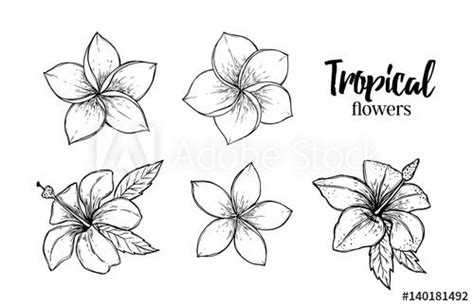 Hibiscus Flower Drawing With Birds Vector Eveliza Tumisma