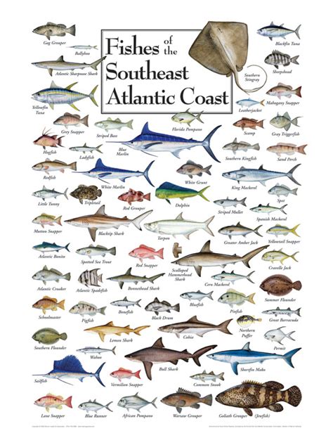 What Types Of Fish Are In The Atlantic Ocean Fishtankfactscom
