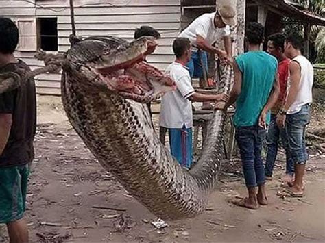 Woman Swallowed By Monster Foot Long Python Alive