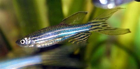 Danio Fish Types Behavior And Care Routine Fish Keeping Guide