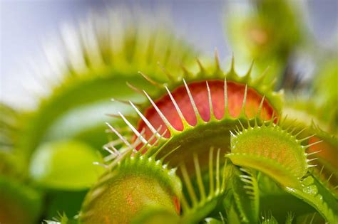 Researchers discovered that Venus flytraps produce magnetic fields when ...