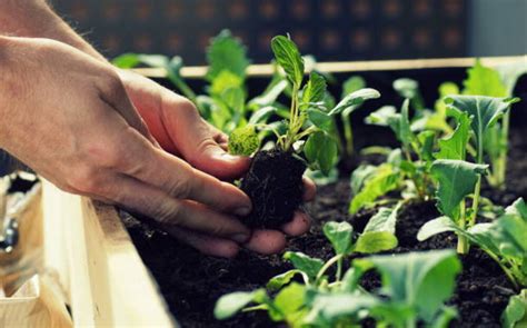 The Rise Of Urban Farming How Cities Are Embracing Sustainable Agriculture