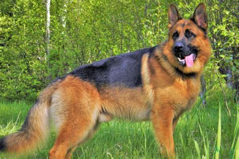 German Shepherd Price How Much Does It Cost For A