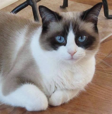 What A Beauty Snowshoe Cat Siamese Kittens Cat Breeds