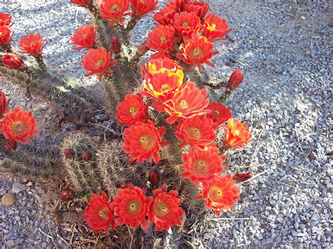Images Gratuites Cactus Désert Fleur Pétale Floraison Rouge