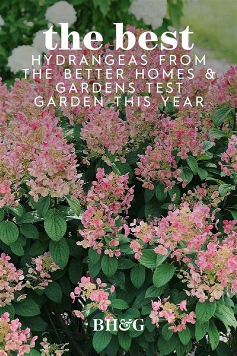 The 8 Most Beautiful Hydrangeas From The Better Homes Gardens Test