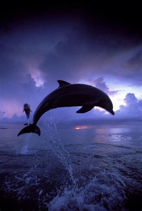 Dolphins At Sunset Beautiful Dolphins Sea Creatures Y Water Animals