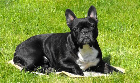 Dog harnesses present a much better solution for frenchie puppies. French Bulldog - Puppies, Rescue, Pictures, Information ...