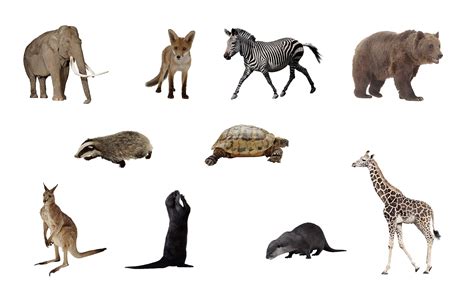 Collection Of Animal Png Hd Pluspng