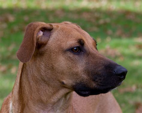 What You Should Know About The Black Mouth Cur Facty