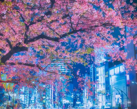 Sakura Cherry Blossom æ¡œ Tree At Night In Ueno Tokyo Japan