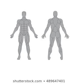 Select a human anatomy system to begin. Muscular System Images, Stock Photos & Vectors | Shutterstock