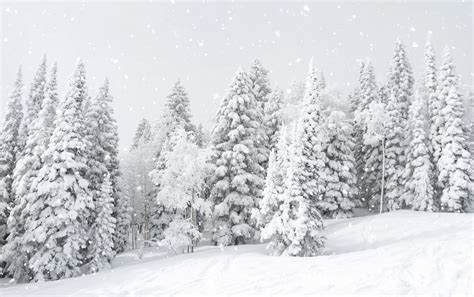 Idea By Uyen Vitti On Holiday Snow Snow Covered Trees