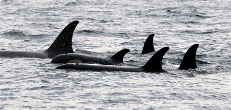 Orca Pod Captured On Film Killing Whale Calf Proving Nature Isnt