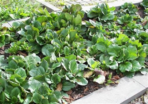 Wir bieten ihnen die höchste qualität gartengeräte, pflanzen. Bergenien, Bergenia cordifolia immergrüne Staude, verträgt ...