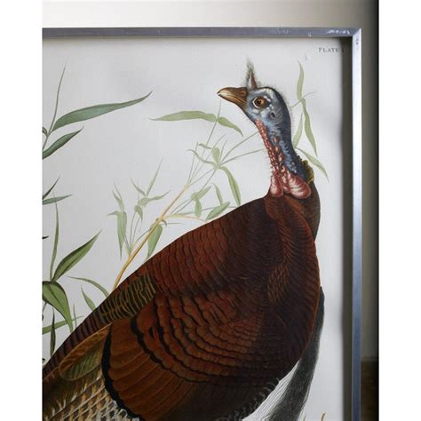 john james audubon wild turkey plate 1 havell oppenheimer edition chairish