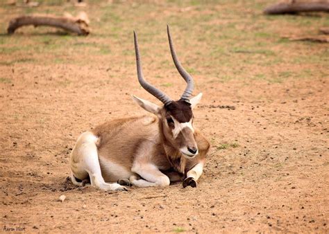 People have hunted antelope to get their horns to show up as trophies Addax Antelope (Addax nasomaculatus) | Addax antelope ...