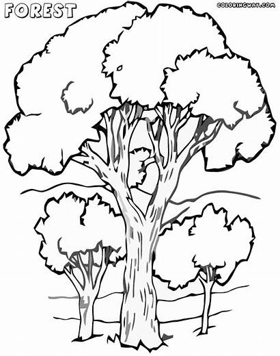 Forest Coloring Pages Colorings Nature
