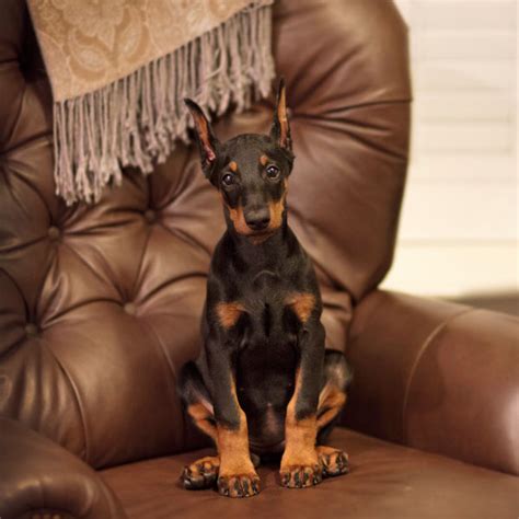 Doberman Puppies 10 Of The Cutest Photos Dogster
