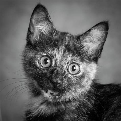 Portrait Of A Tortoiseshell Cat Photograph By Panoramic Images Pixels