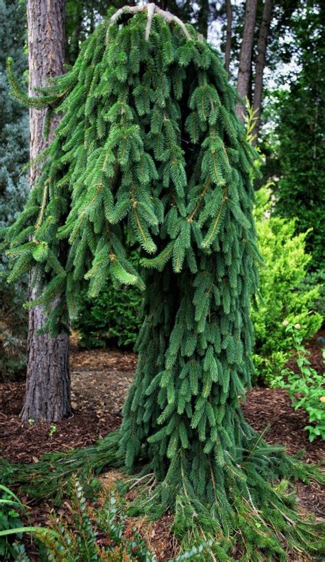 The blue atlas cedar is a stately and majestic evergreen with a strong, vertical trunk and open, almost horizontal limbs. 70 best Weeping evergreen trees images on Pinterest ...