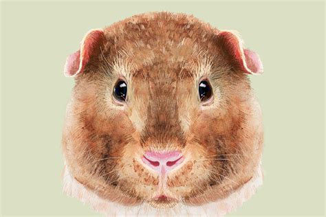 The Teddy Guinea Pig Breed Facts And Essential Care Guide Home And Roost